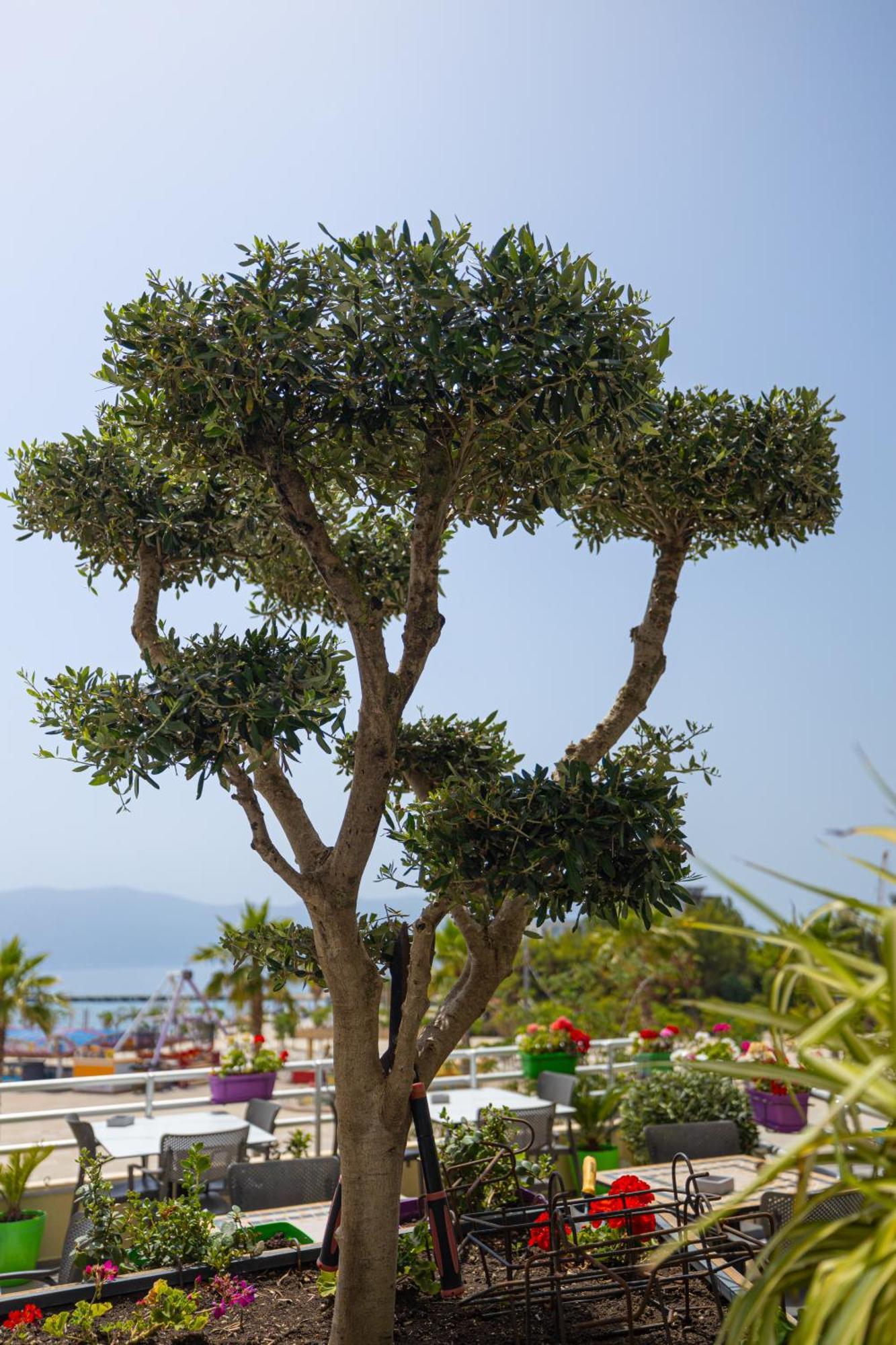 Veranda Boutique Hotel Vlorë Exterior foto